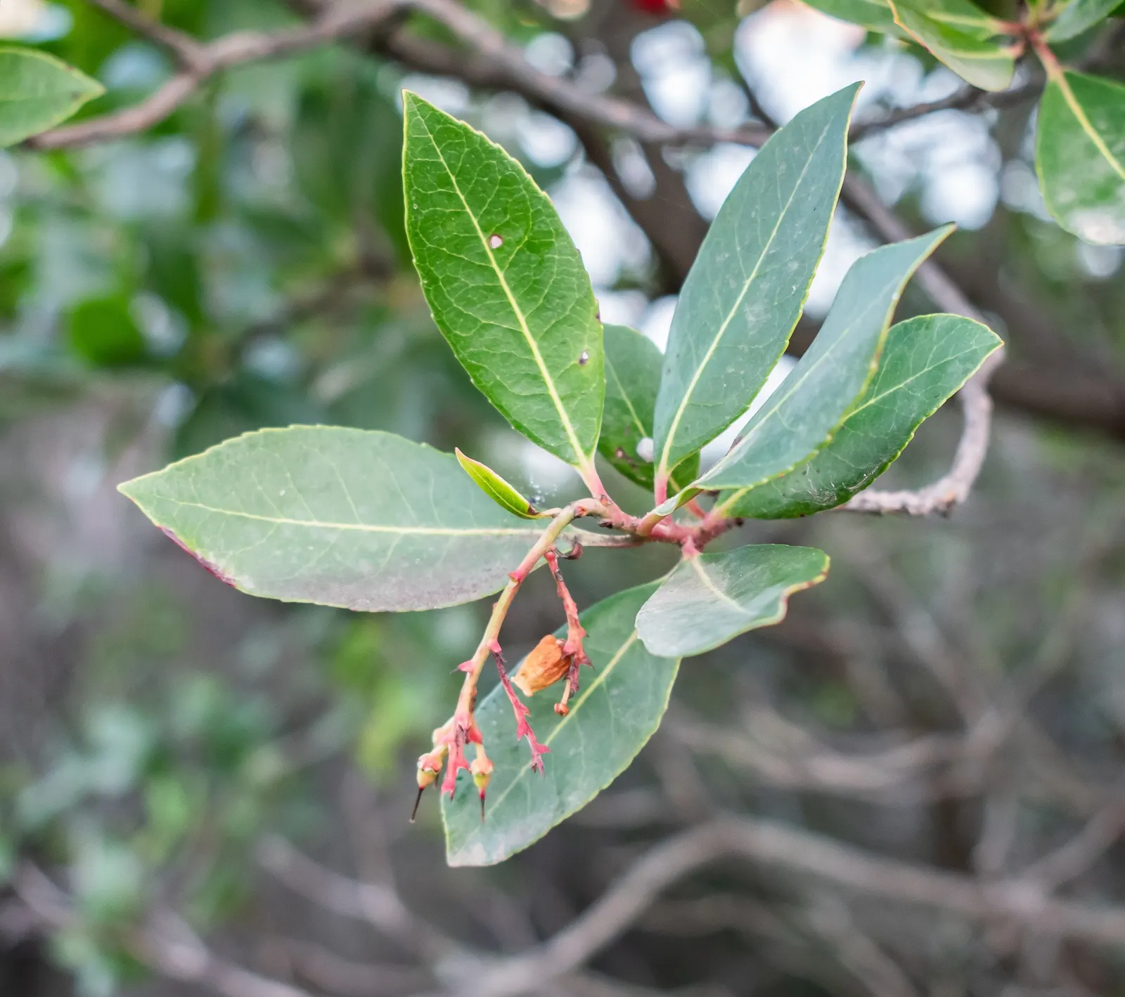 Strawberry Tree (Arbutus Unedo) — This low-maintenance species requires minimal pruning and is drought-tolerant once established; shrub / tree with, image 104