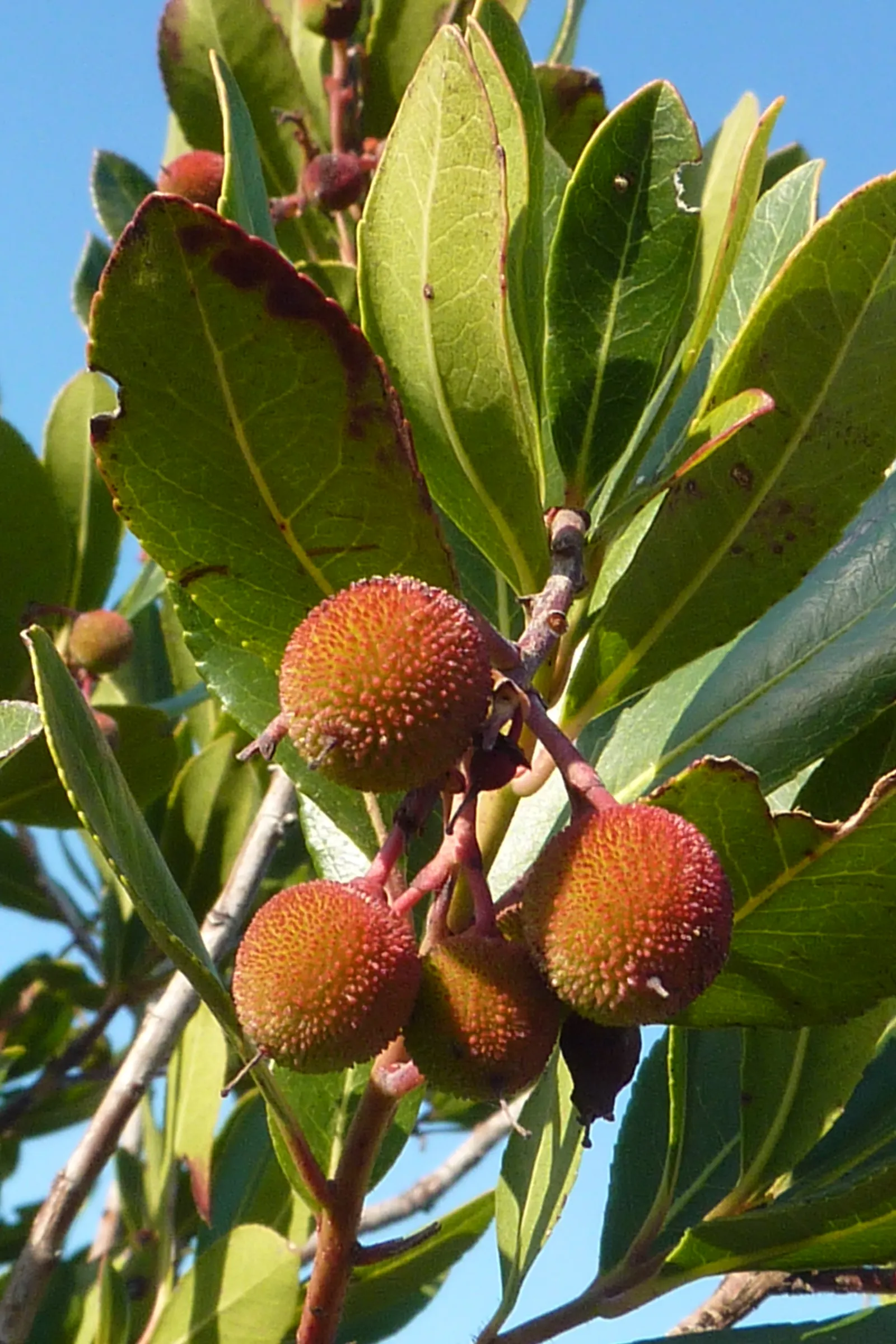 Strawberry Tree (Arbutus Unedo) — It boasts glossy green leaves and produces bell-shaped; and exfoliating bark that reveals a beautiful reddish-brown