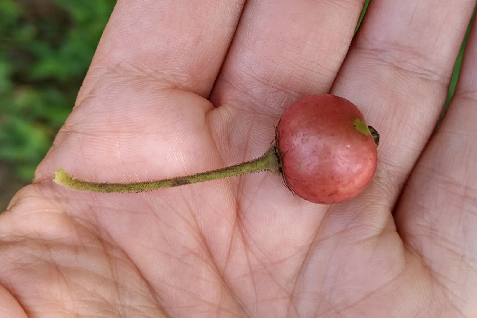 Strawberry Tree (Arbutus Unedo) — red to yellow berries resembling strawberries; scientifically referred to as Arbutus unedo