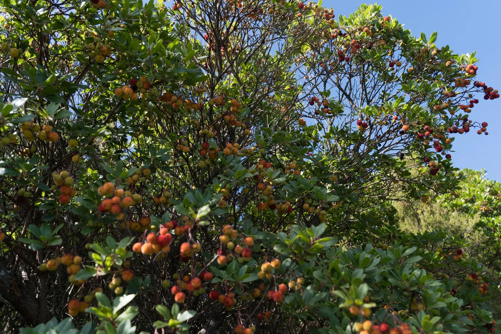 Strawberry Tree (Arbutus Unedo) — white flowers in the garden