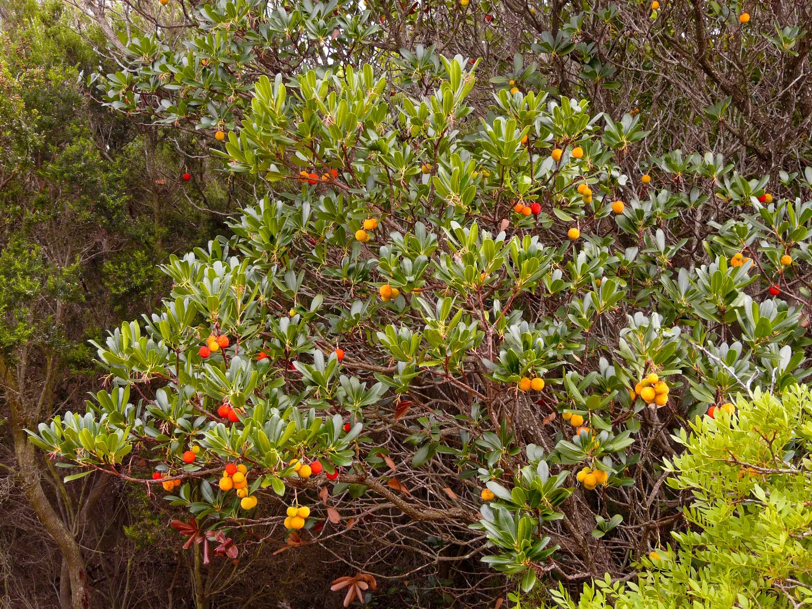 Strawberry Tree (Arbutus Unedo) — while offering year-round interest