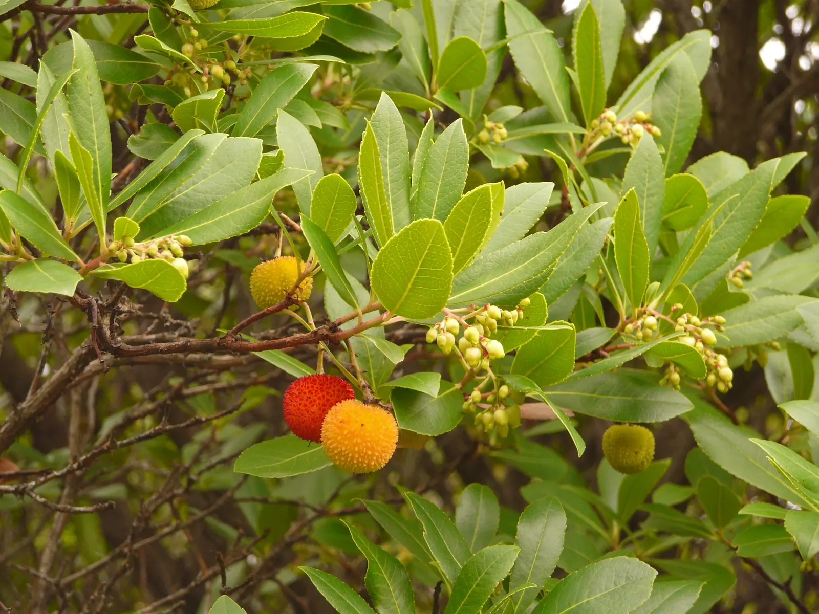 Strawberry Tree (Arbutus Unedo) — shrub / tree with white blooms; the tree produces delicate white to pink bell-shaped flowers in the fall, image 87
