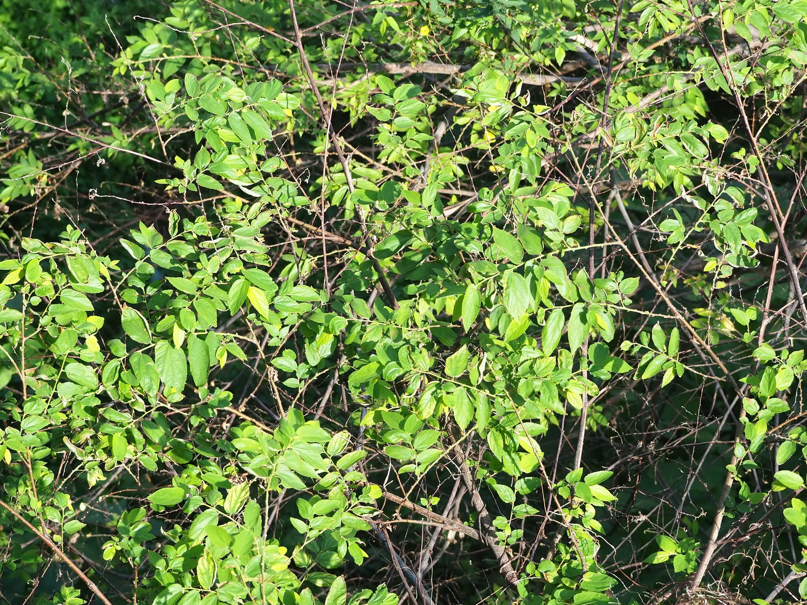 Strawberry Tree (Arbutus Unedo) — This low-maintenance species requires minimal pruning and is drought-tolerant once established