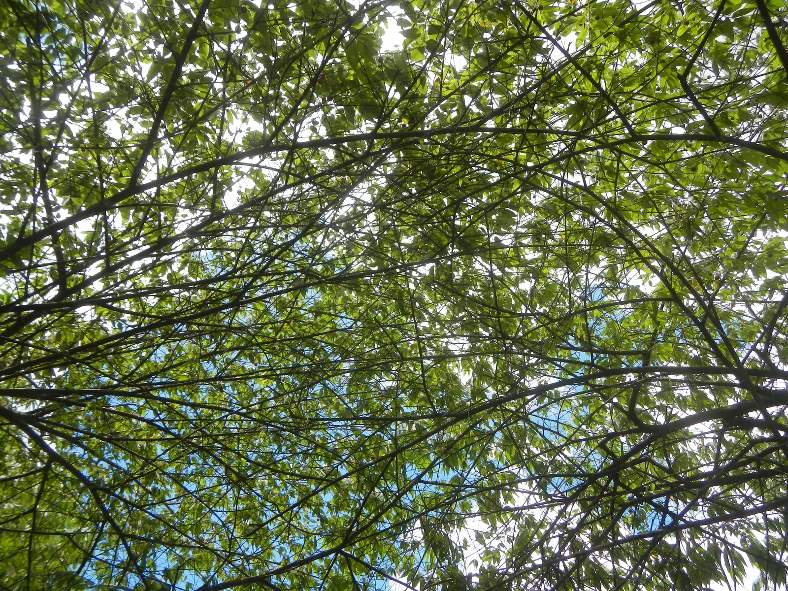 Strawberry Tree (Arbutus Unedo) — presents a compelling choice for landscapers seeking a unique evergreen specimen