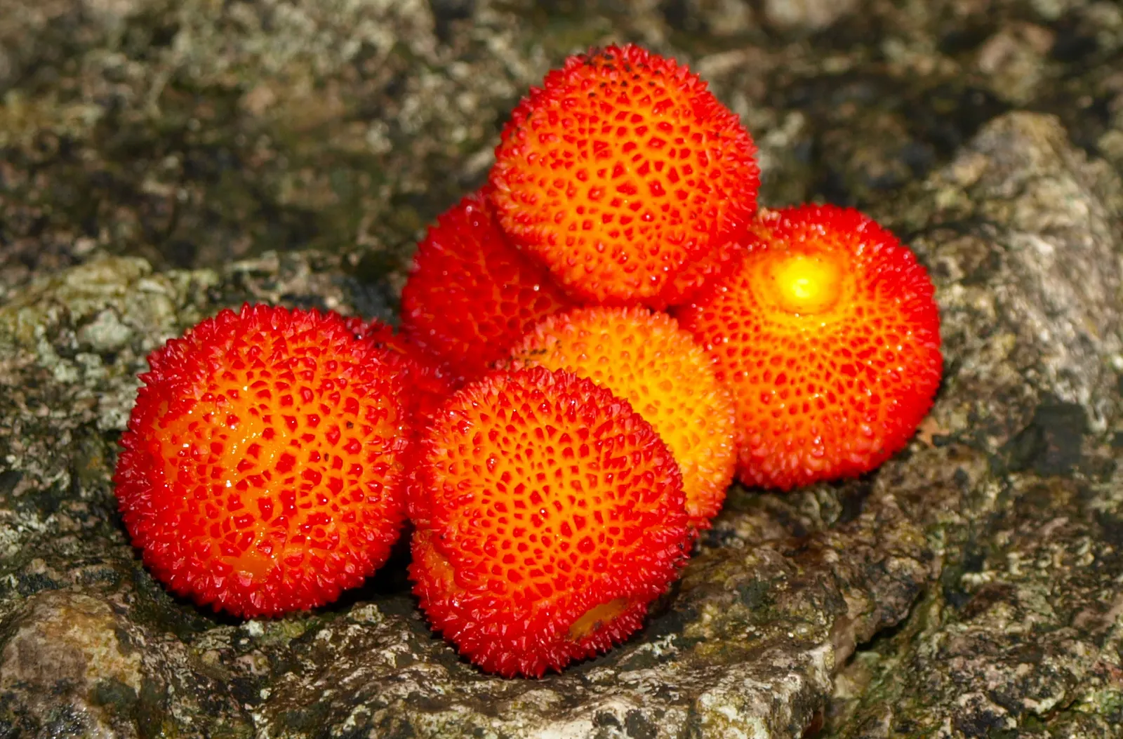 Strawberry Tree (Arbutus Unedo) — consider its preference for well-drained soil and full sun to partial shade exposure; red to yellow berries, image 81