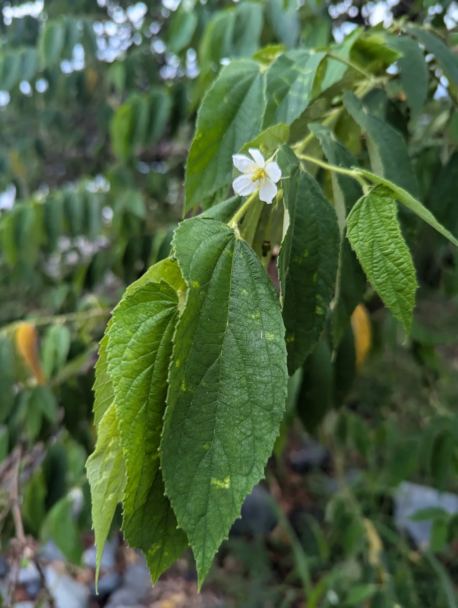 Strawberry Tree (Arbutus Unedo) — The tree produces delicate white to pink bell-shaped flowers in the fall