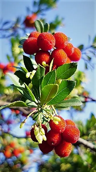 Strawberry Tree (Arbutus Unedo) — red fruits resembling strawberries; white to pale pink flowers alongside round, image 92