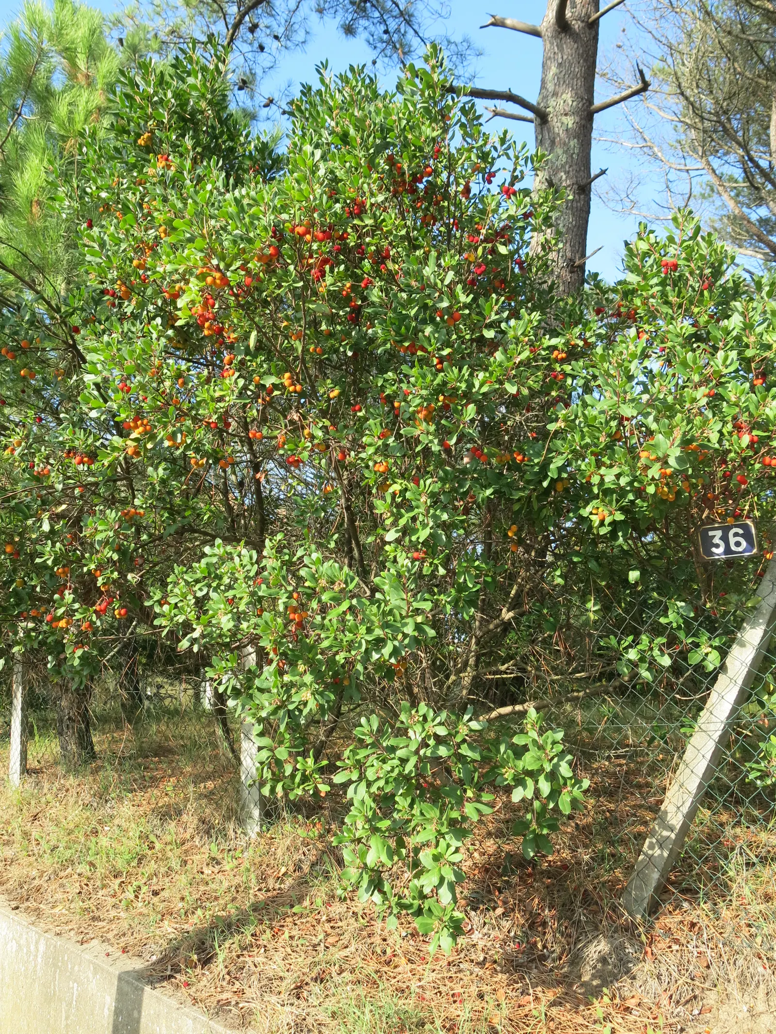 Strawberry Tree (Arbutus Unedo) — This low-maintenance species requires minimal pruning and is drought-tolerant once established; shrub / tree with, image 82