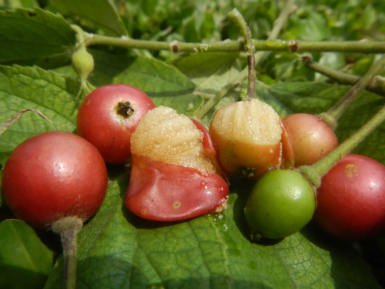 Strawberry Tree (Arbutus Unedo) — red to yellow berries resembling strawberries