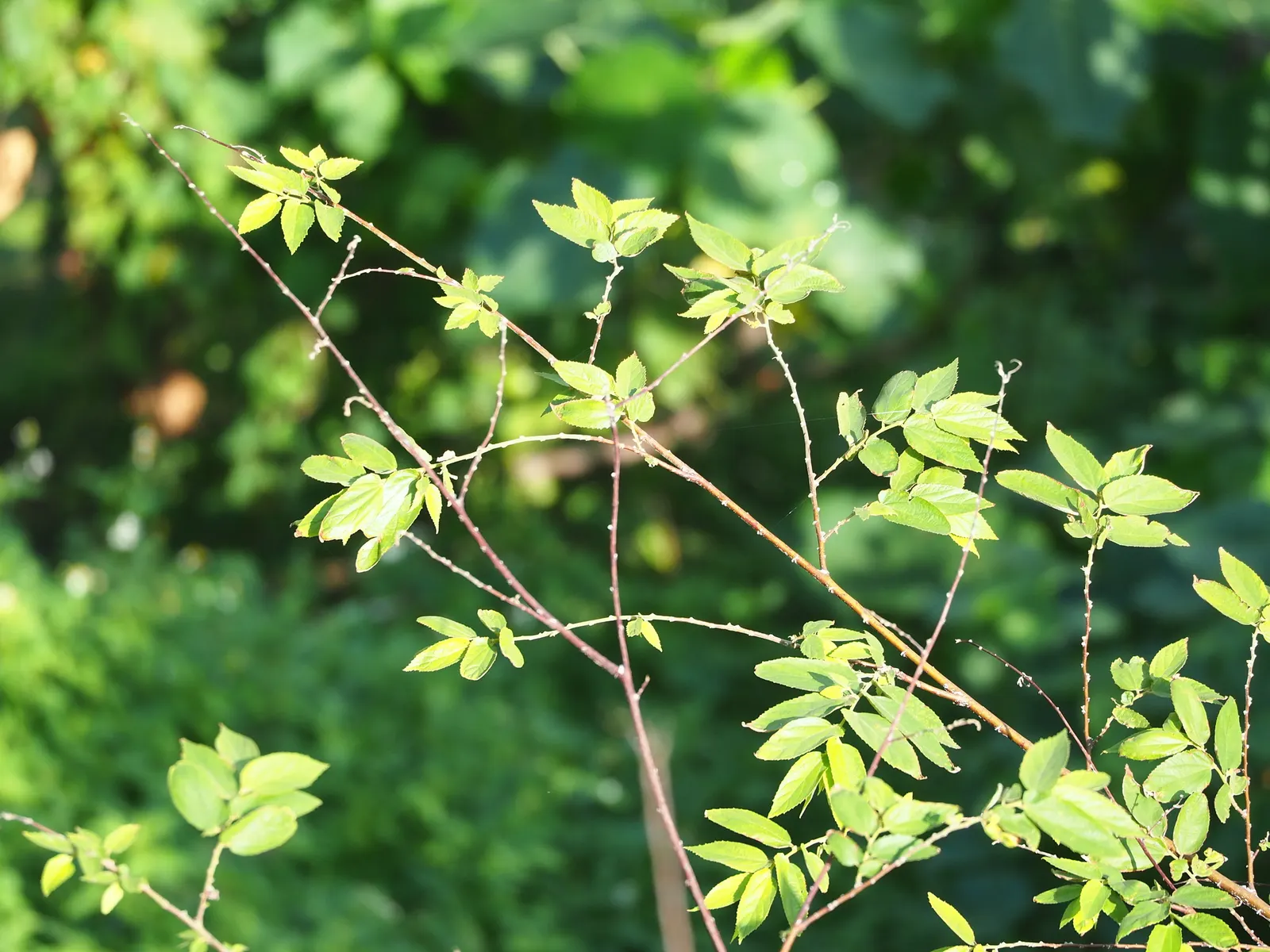 Strawberry Tree (Arbutus Unedo) — picturesque form lends a Mediterranean or woodland aesthetic to gardens