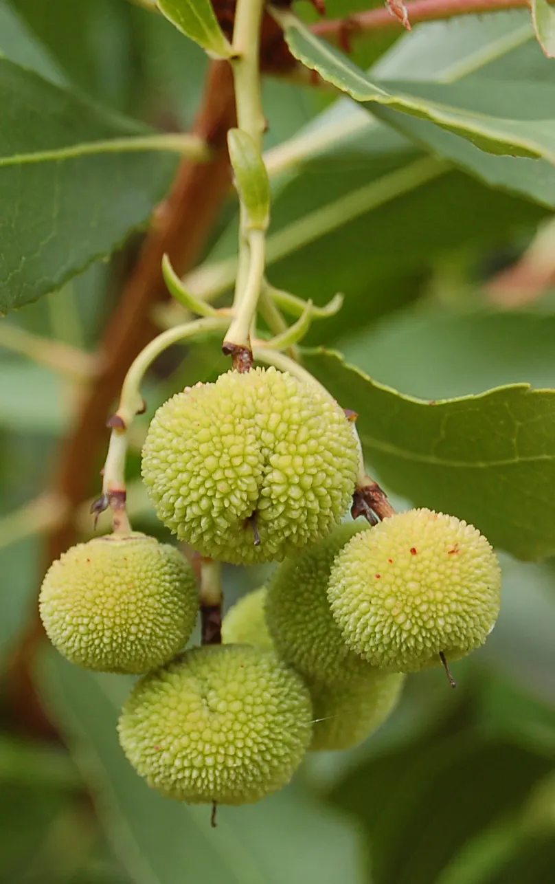 Strawberry Tree (Arbutus Unedo) — It boasts glossy green leaves and produces bell-shaped; and exfoliating bark that reveals a beautiful, image 90