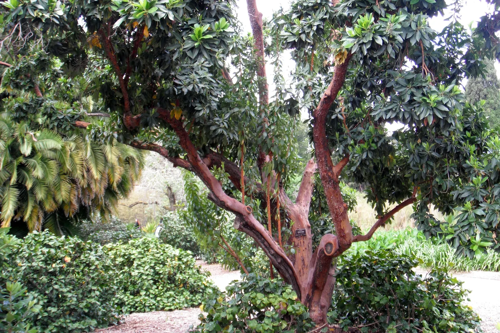 Strawberry Tree (Arbutus Unedo) — picturesque form lends a Mediterranean or woodland aesthetic to gardens; which interestingly coexist with the, image 84