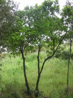 Strawberry Tree (Arbutus Unedo) — white to pale pink flowers alongside round; picturesque form lends a Mediterranean or woodland aesthetic to, image 91