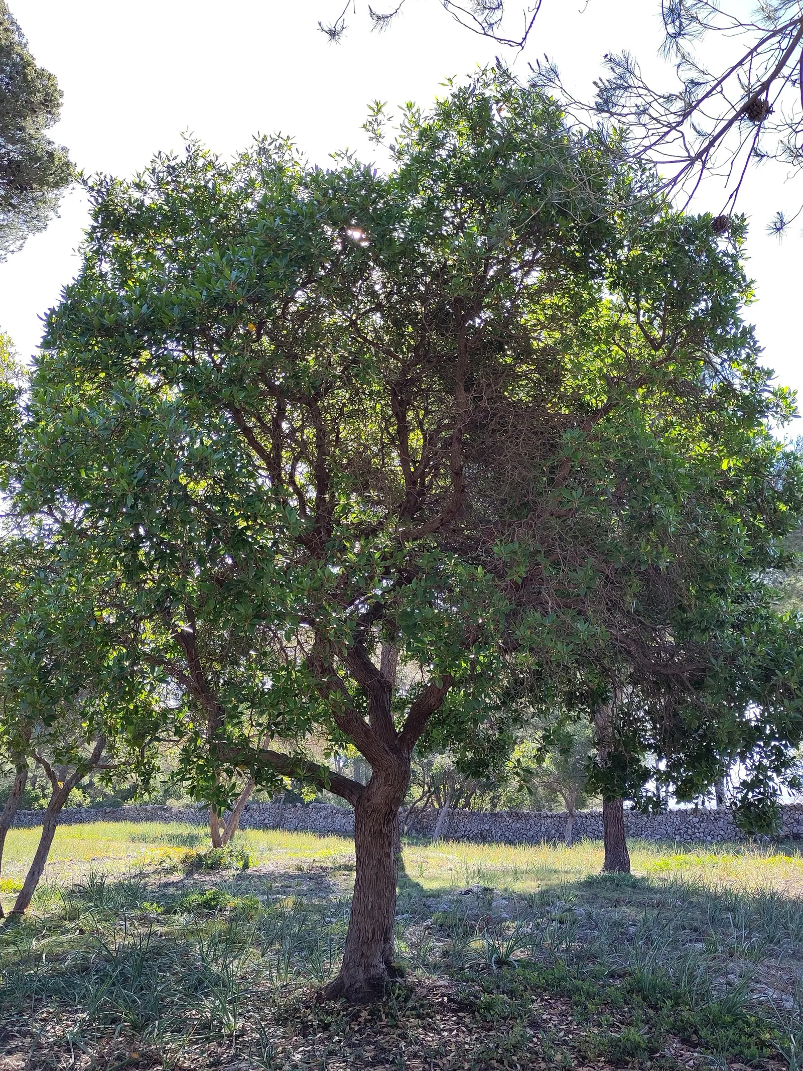 Strawberry Tree (Arbutus Unedo) — white flowers in the garden; ideally planted in well-drained soil, it thrives in full sun to partial shade, image 64