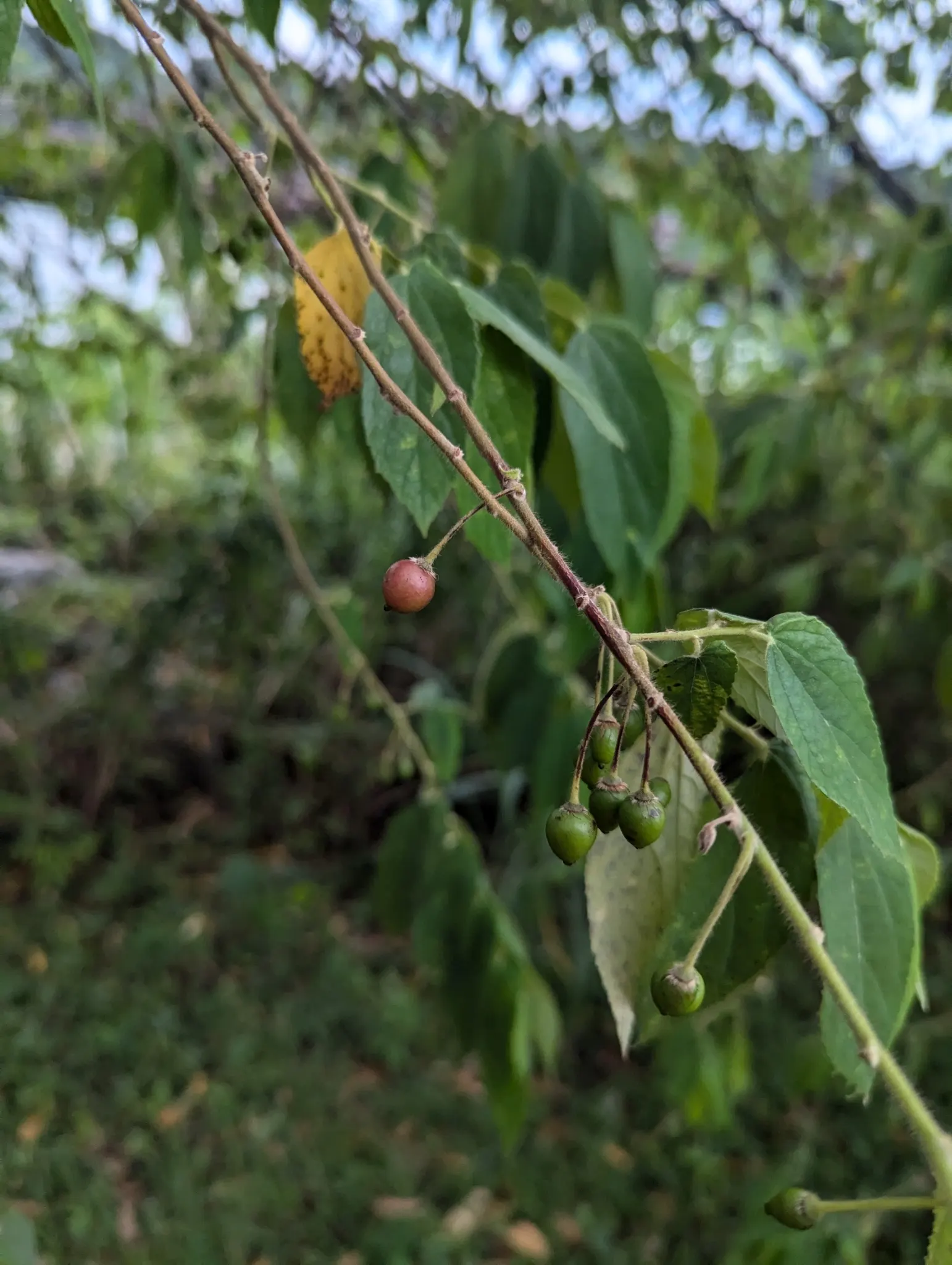 Strawberry Tree (Arbutus Unedo) — Ideally planted in well-drained soil, it thrives in full sun to partial shade
