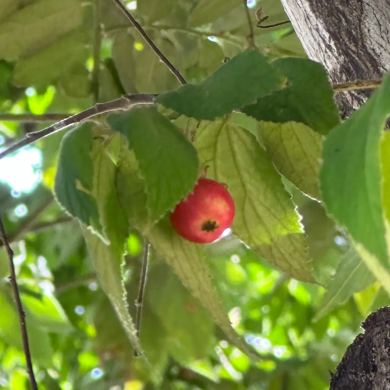 Strawberry Tree (Arbutus Unedo) — red fruits resembling strawberries; white to pale pink flowers alongside round, image 114