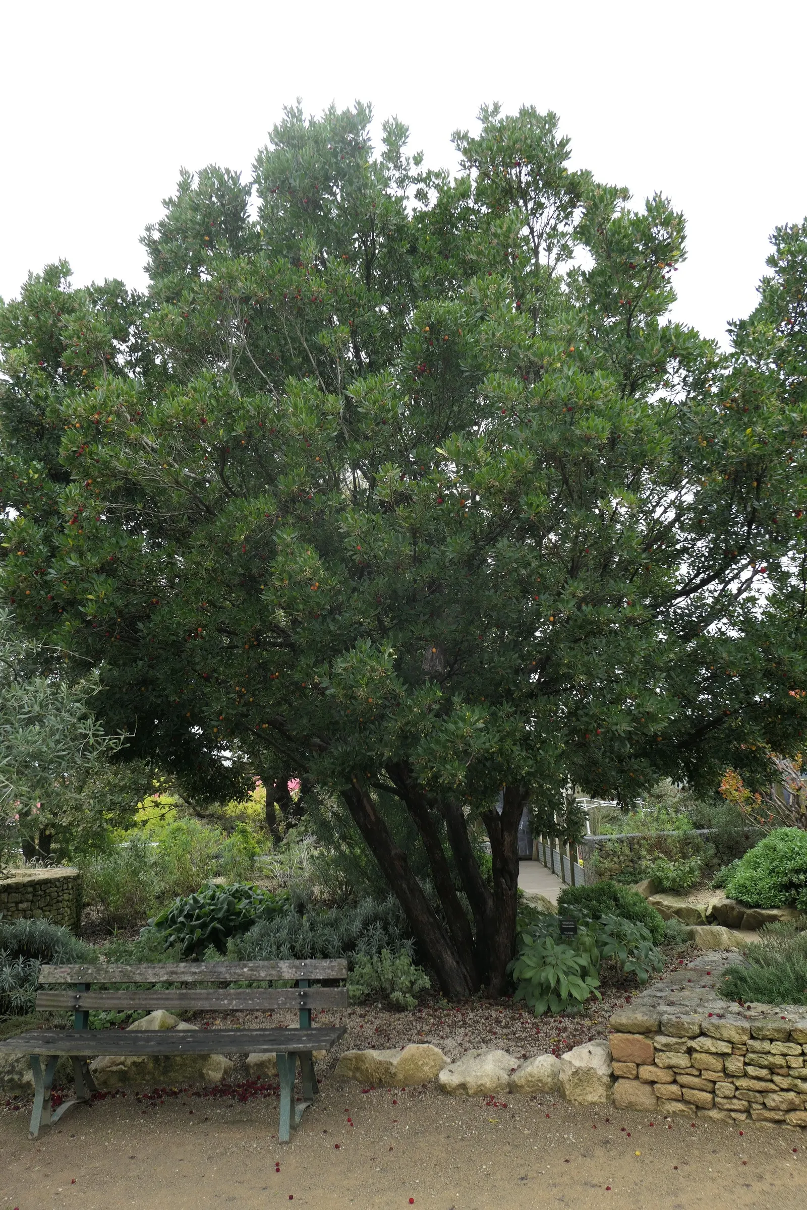 Strawberry Tree (Arbutus Unedo) — white flowers in the garden; ideally planted in well-drained soil, it thrives in full sun to partial shade, image 86
