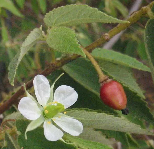 Strawberry Tree (Arbutus Unedo) — This ornamental choice adds year-round interest to landscapes with its unique fruits and attractive bark