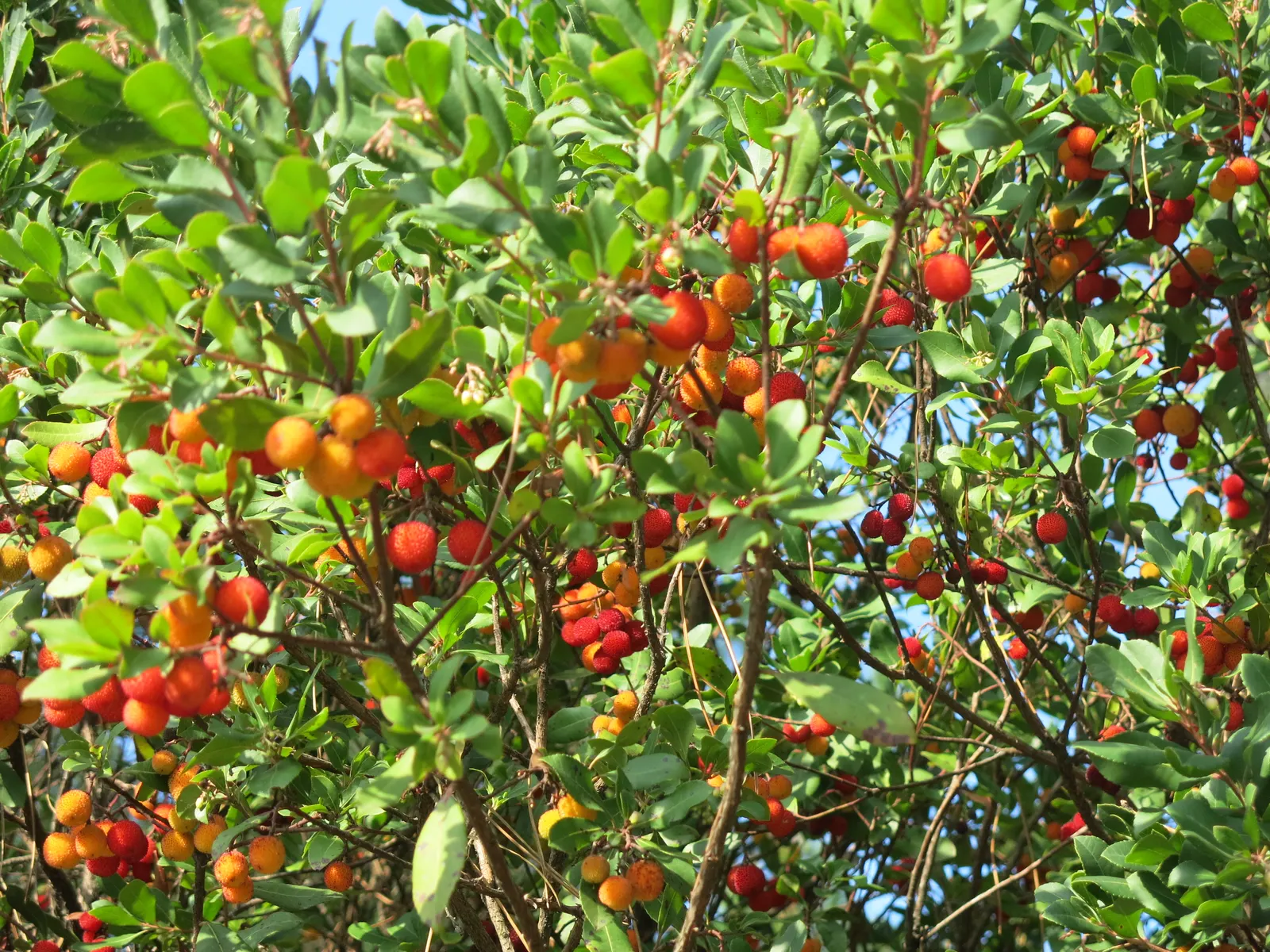 Strawberry Tree (Arbutus Unedo) — while offering year-round interest; white flowers in the garden, image 85