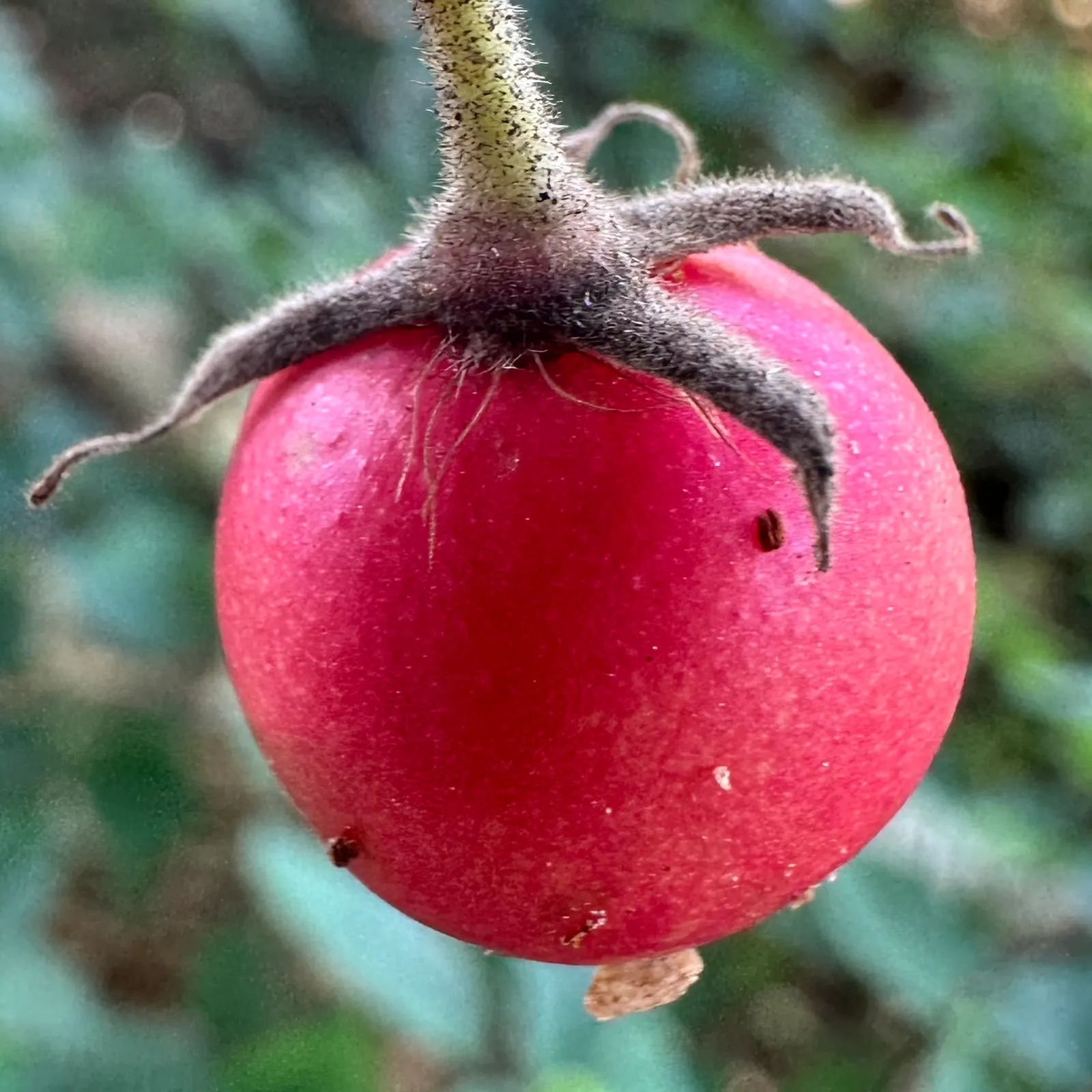 Strawberry Tree (Arbutus Unedo) — scientifically referred to as Arbutus unedo