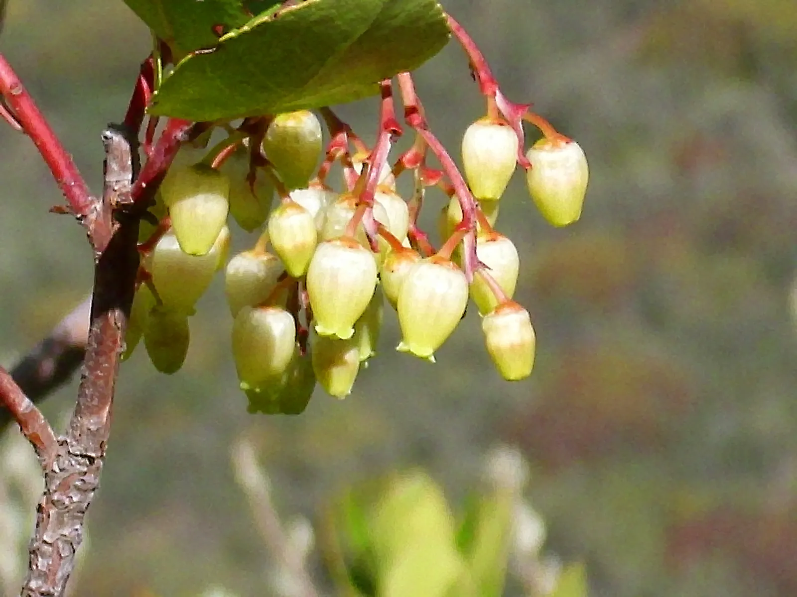 Strawberry Tree (Arbutus Unedo) — red fruits resembling strawberries