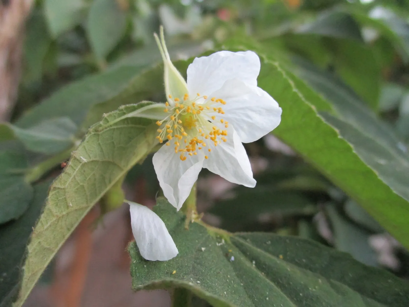 Strawberry Tree (Arbutus Unedo) — white to pale pink flowers alongside round