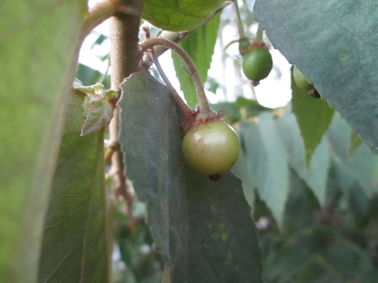 Strawberry Tree (Arbutus Unedo) — scientifically referred to as Arbutus unedo; it boasts glossy green leaves and produces bell-shaped, image 95