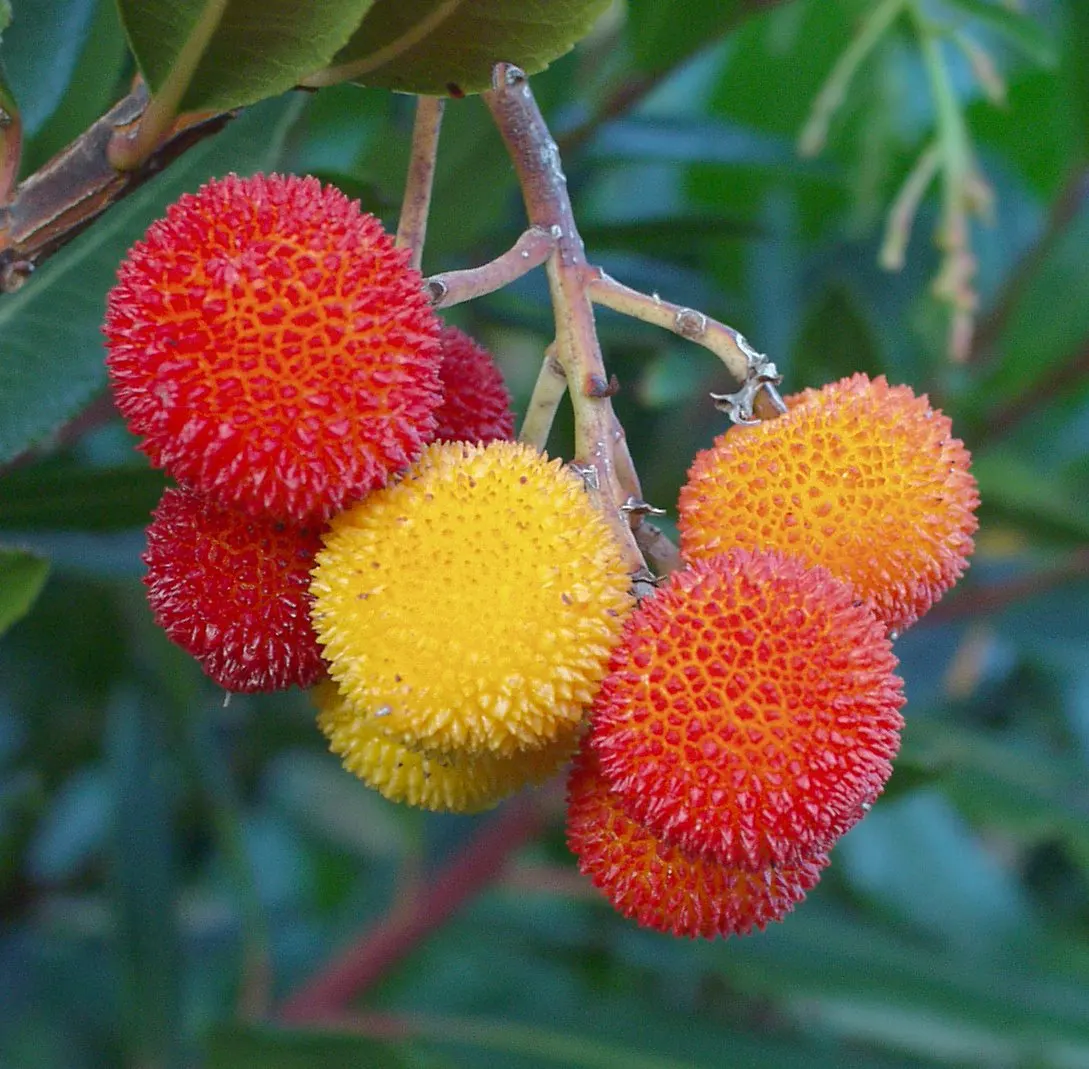 Strawberry Tree (Arbutus Unedo) — The Strawberry Tree (Arbutus unedo) is an evergreen shrub, reaching heights of 8-15 feet with a similar spread, image 89