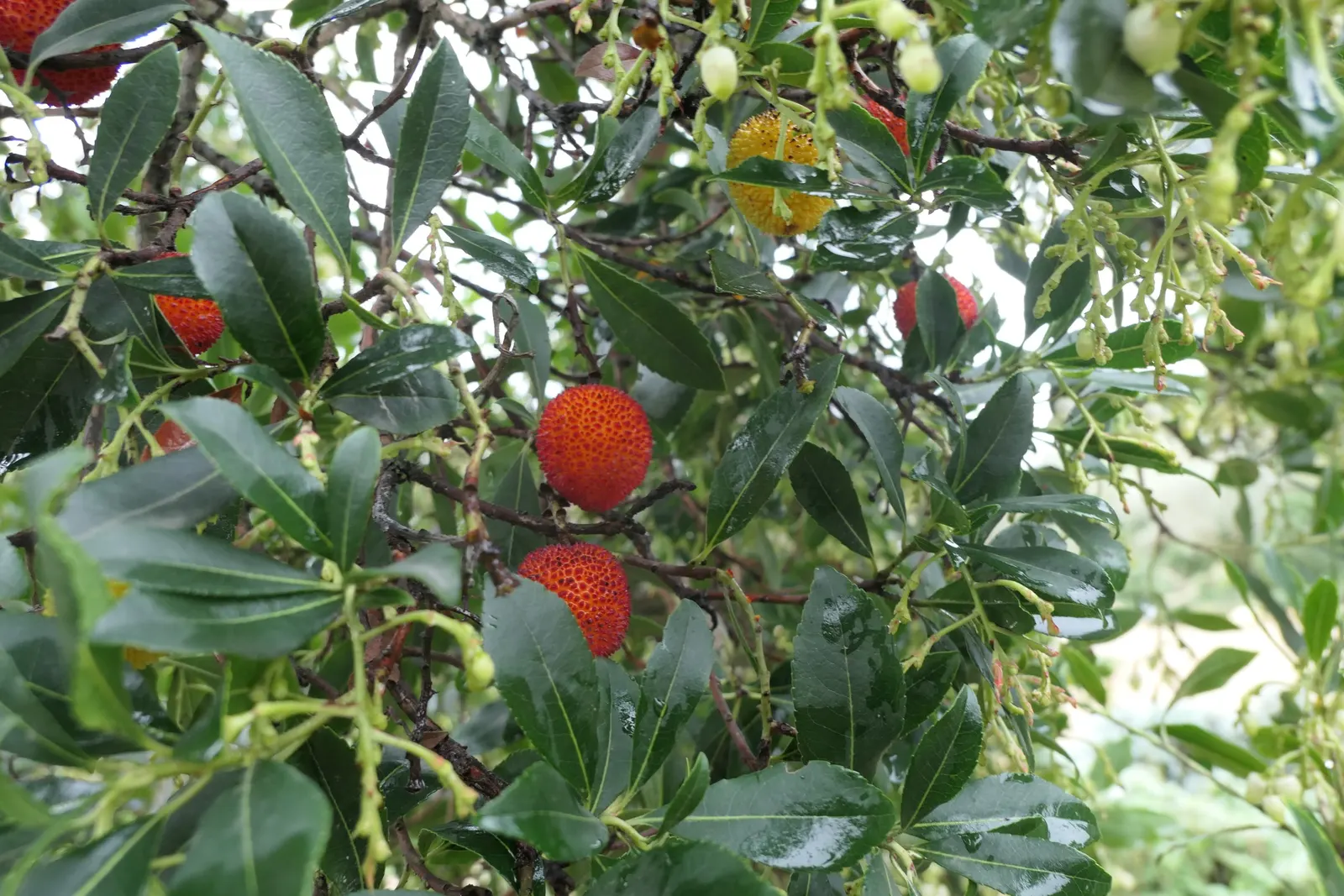 Strawberry Tree (Arbutus Unedo) — white to pale pink flowers alongside round; picturesque form lends a Mediterranean or woodland aesthetic to, image 69