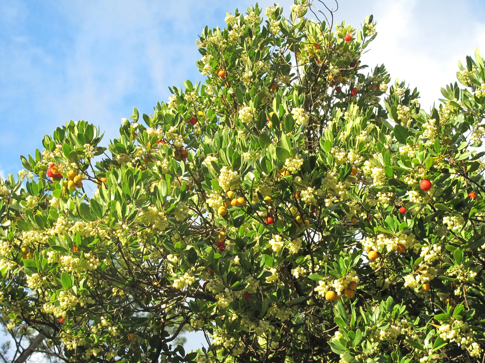 Strawberry Tree (Arbutus Unedo) — Ideally planted in well-drained soil, it thrives in full sun to partial shade; its striking features include rich, image 93