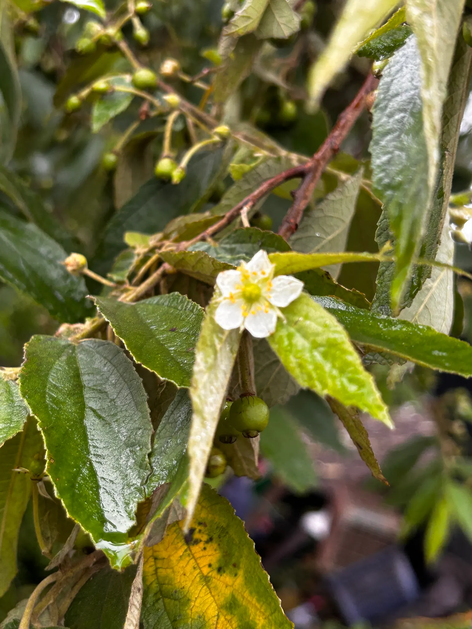 Strawberry Tree (Arbutus Unedo) — making it an ideal choice for sustainable landscapes