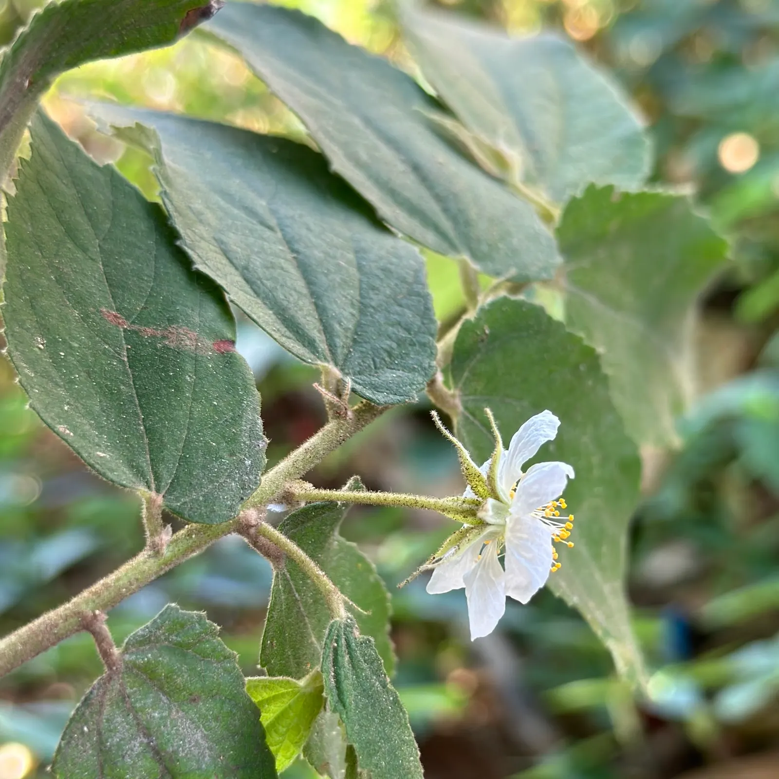 Strawberry Tree (Arbutus Unedo) — shrub / tree for full or half; while offering year-round interest, image 110