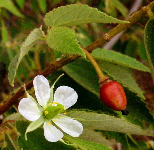 Strawberry Tree (Arbutus Unedo) — and exfoliating bark that reveals a beautiful reddish-brown underlayer reminiscent of a cinnamon hue