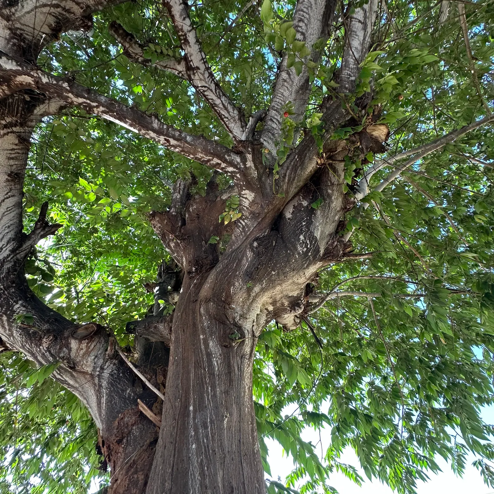 Strawberry Tree (Arbutus Unedo) — Its striking features include rich green