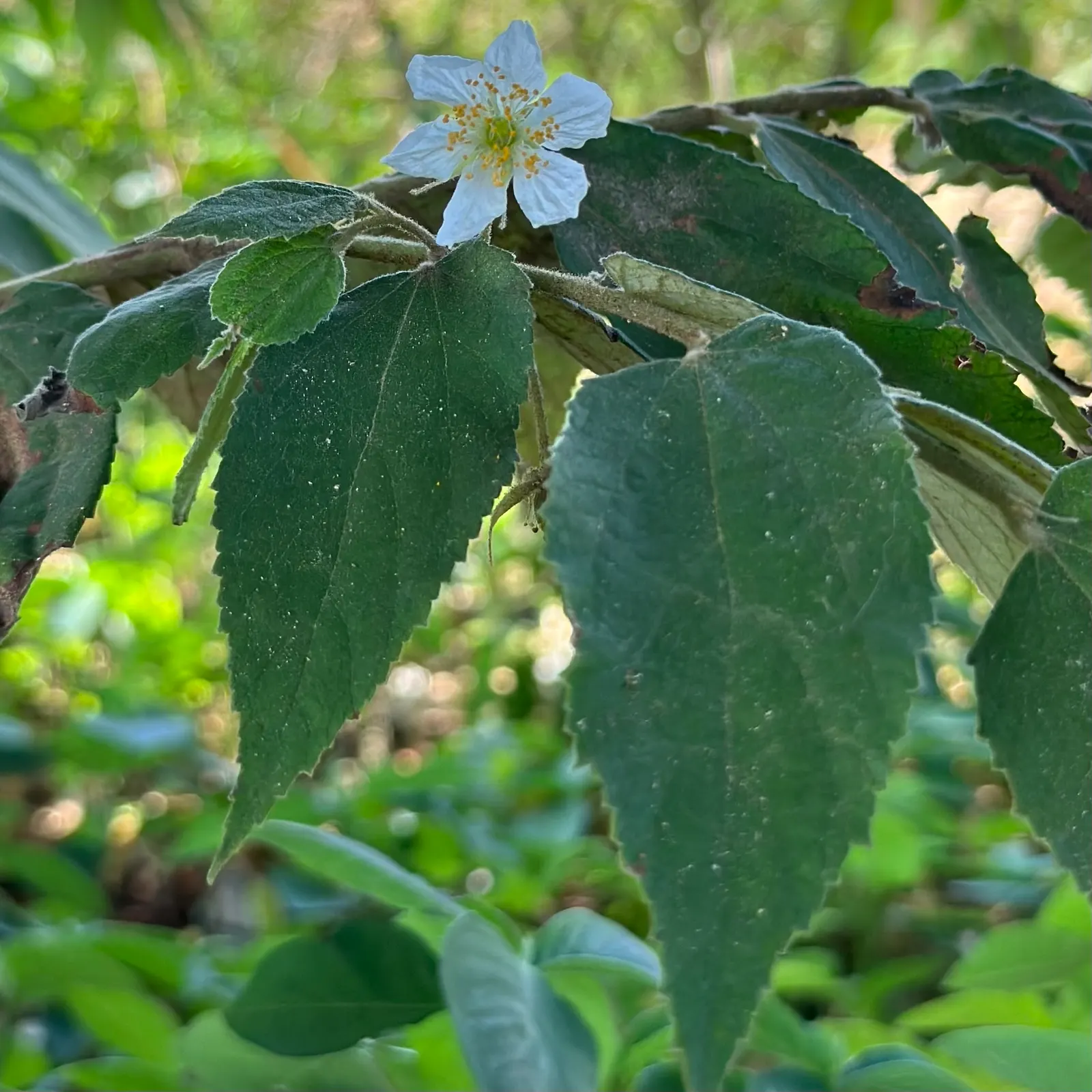 Strawberry Tree (Arbutus Unedo) — consider its preference for well-drained soil and full sun to partial shade exposure