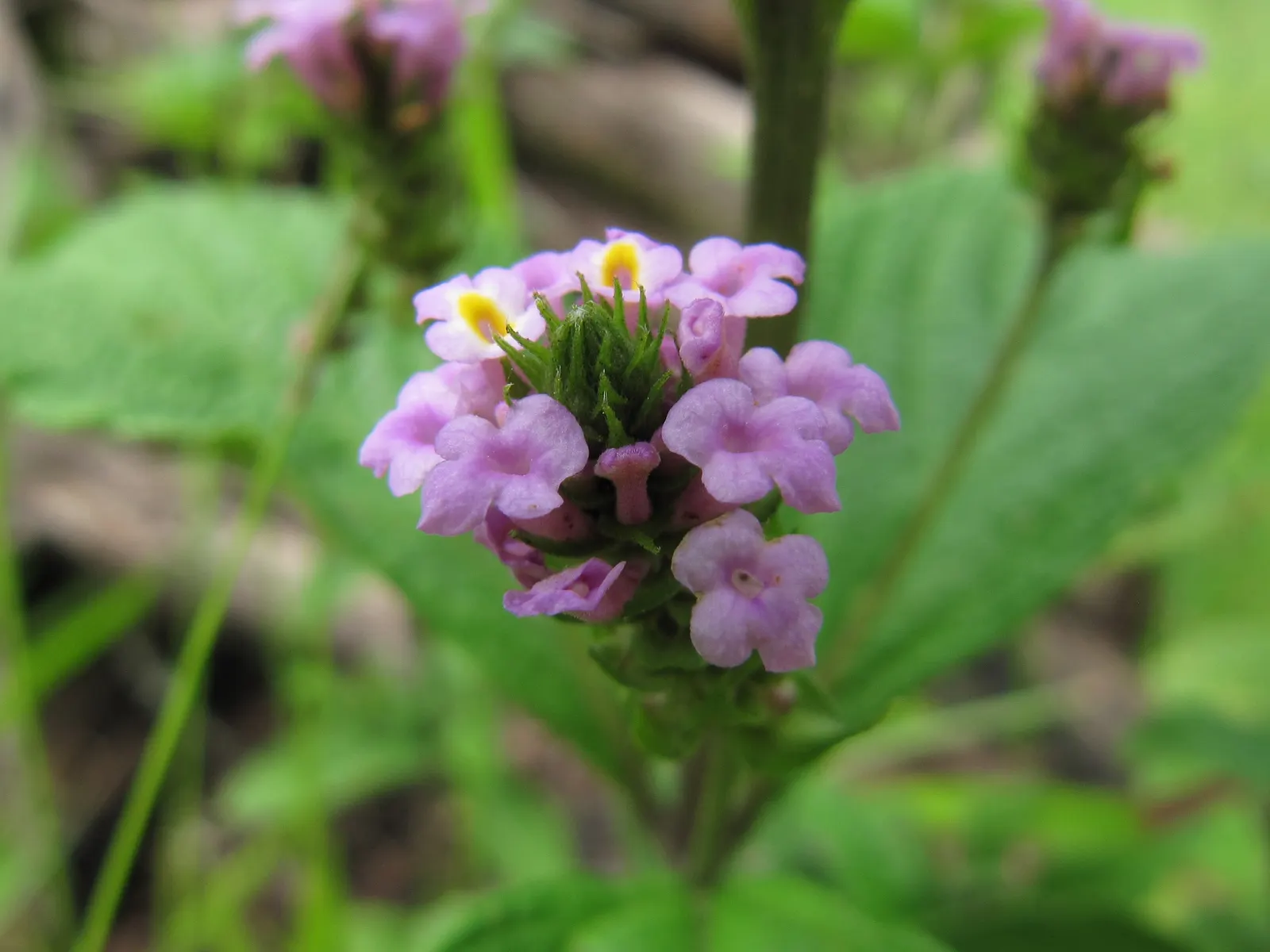 Popcorn Lantana (Lantana Patriot Weeper 'Popcorn') — Thriving in USDA Zones 9-11, it reaches up to 18 inches tall and spreads 24 inches