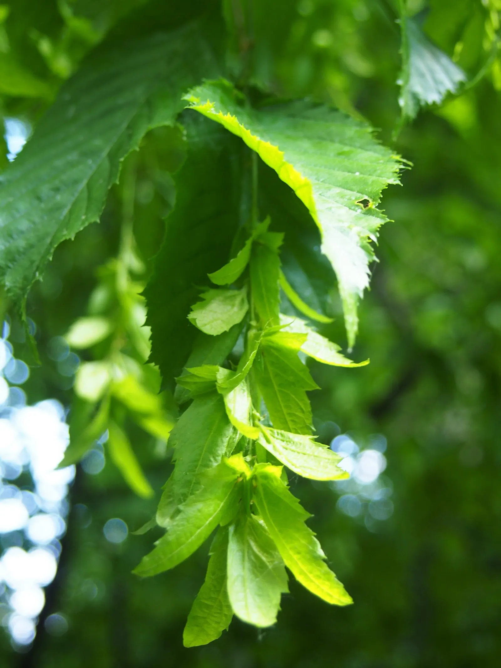American Hornbeam (Carpinus Caroliniana) — gray trunk and a rounded crown that reaches up to 30 feet in height and spread; american Hornbeam (Carpinus