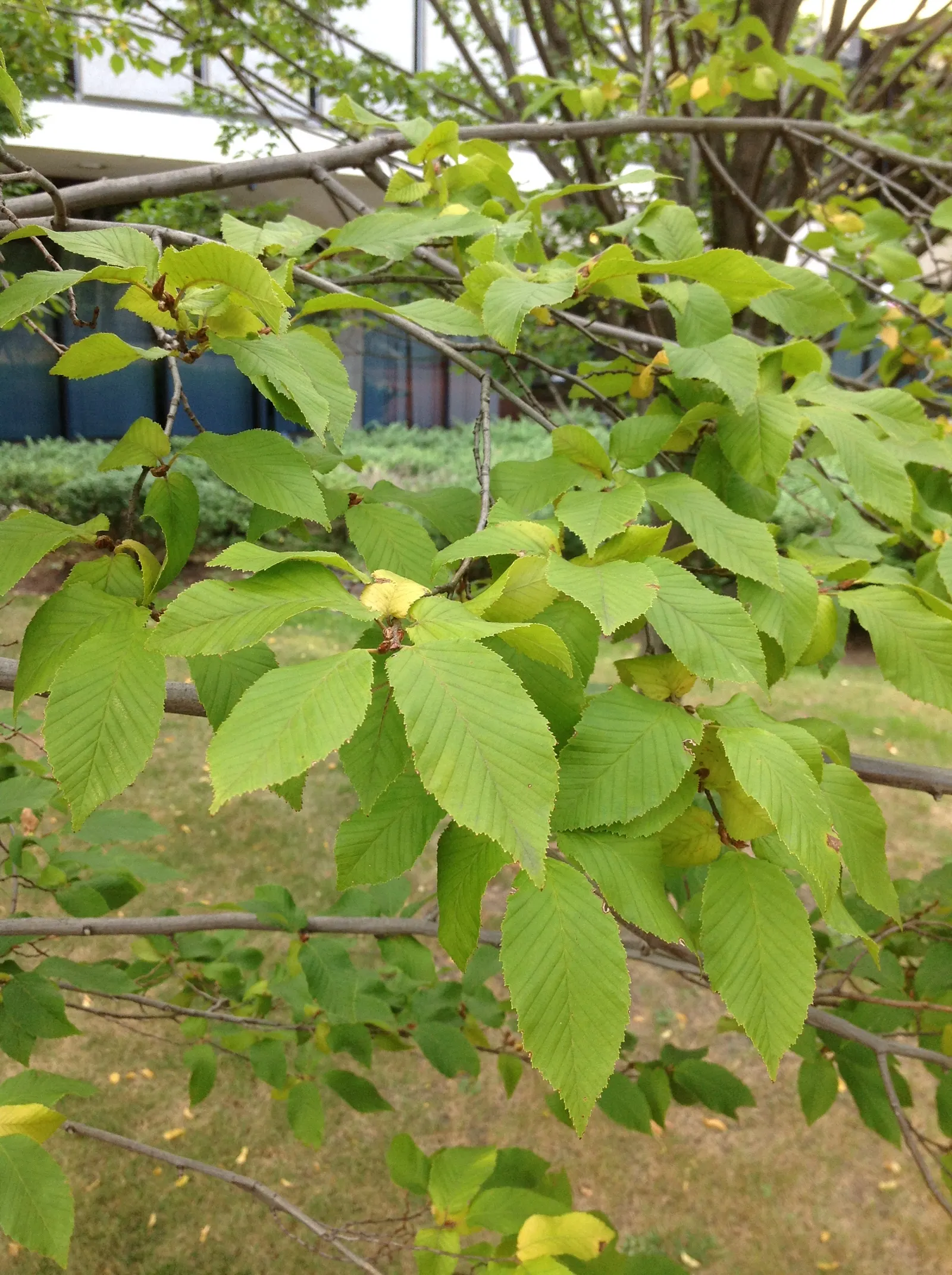American Hornbeam (Carpinus Caroliniana) — also scientifically referred to as Carpinus caroliniana; it sports elliptical, finely-toothed leaves that turn