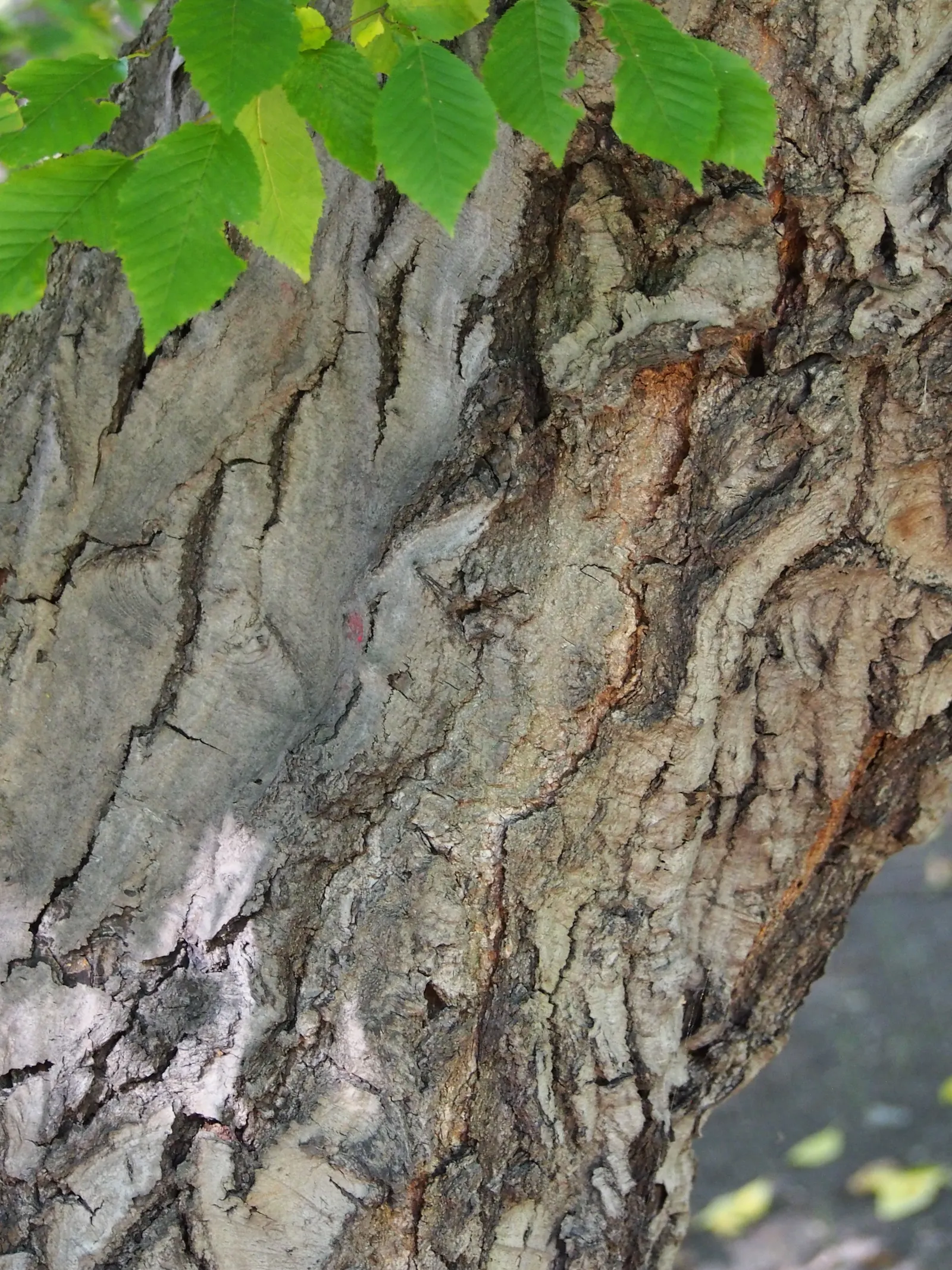 American Hornbeam (Carpinus Caroliniana) — is an attractive deciduous understory tree