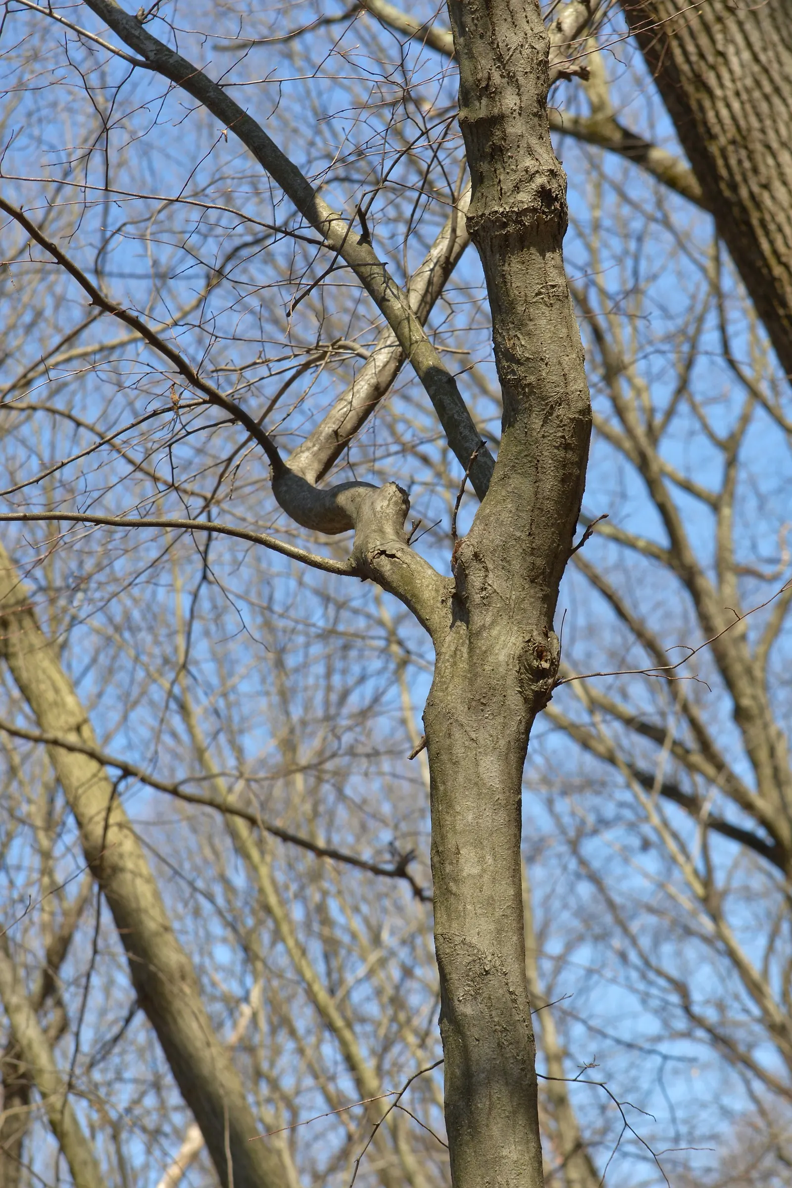 American Hornbeam (Carpinus Caroliniana) — the American Hornbeam adopts a round to oval shape with a symmetrical canopy; and transforming into a, image 61