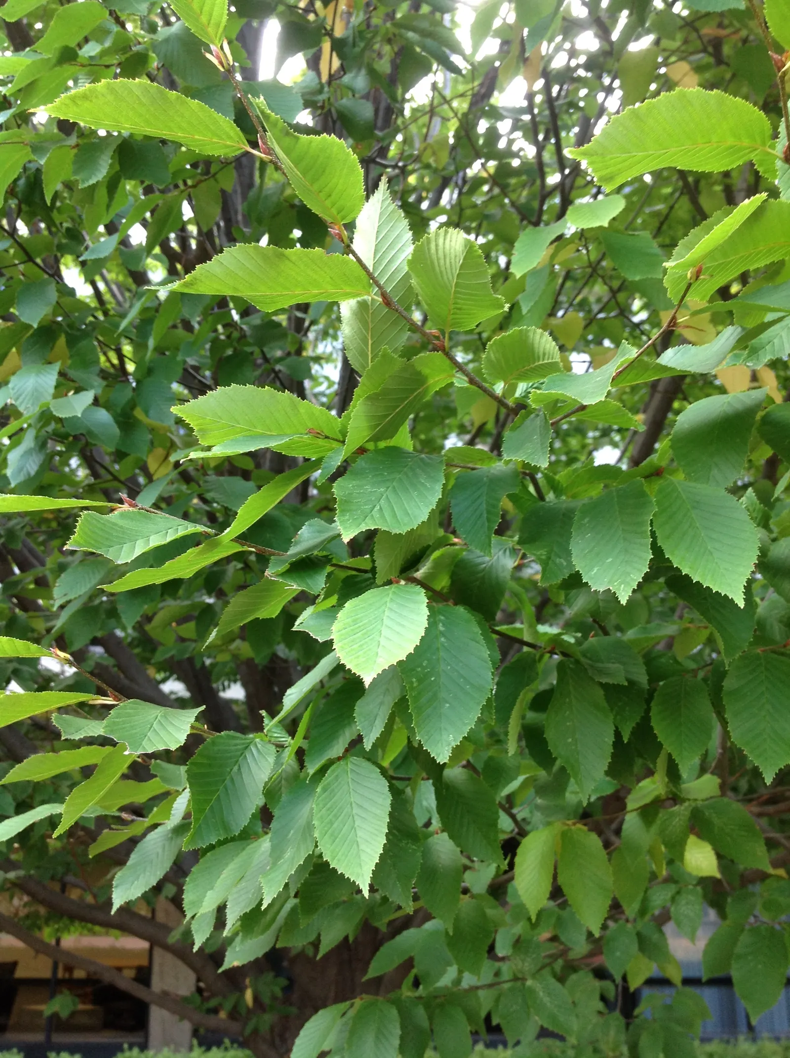 American Hornbeam (Carpinus Caroliniana) — and its strong resistance to pests and disease ensures long-term structural and aesthetic integrity