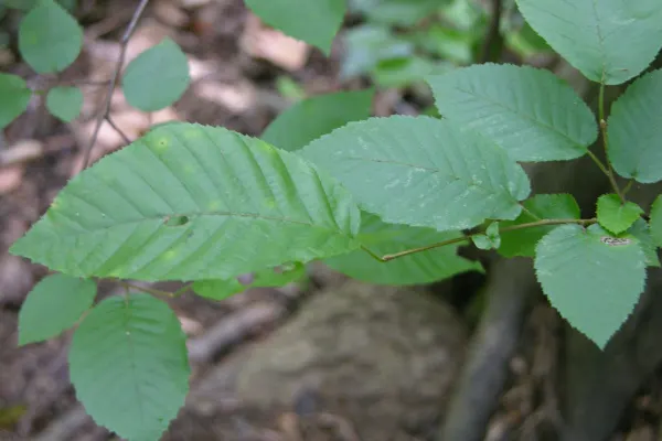 American Hornbeam (Carpinus Caroliniana) — consider the American Hornbeam for its enduring charm and easygoing maintenance; gray bark is fluted, image 71