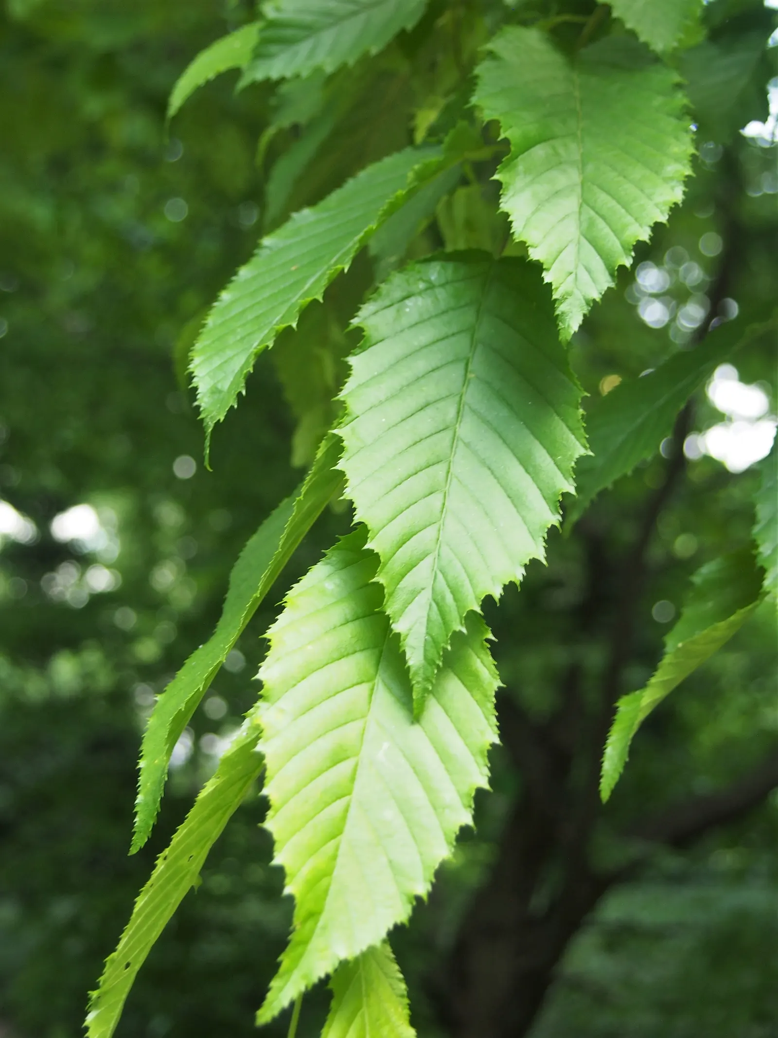 American Hornbeam (Carpinus Caroliniana) — this versatile species thrives in USDA hardiness zones 3 through 9; is an attractive deciduous understory tree
