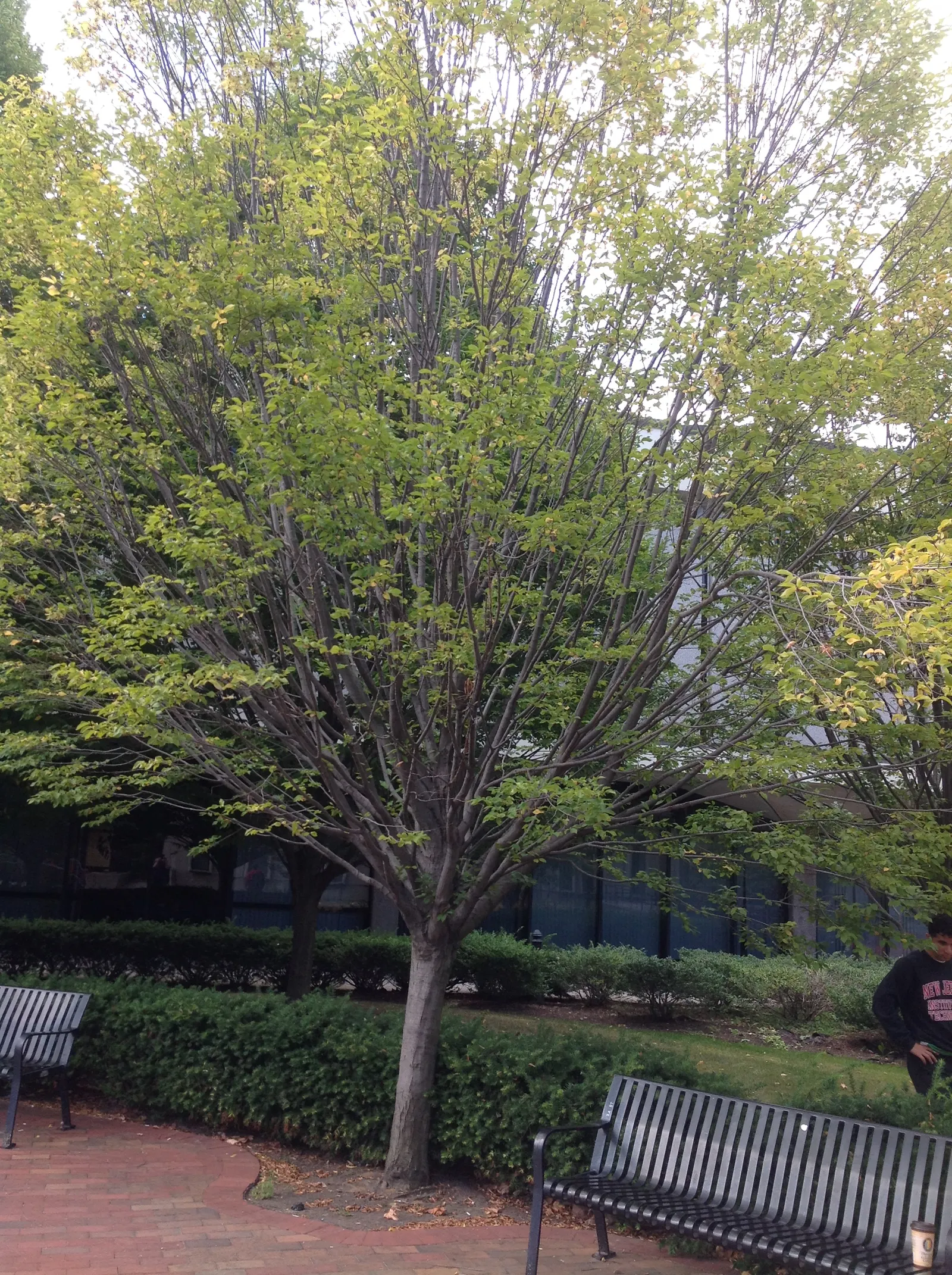 American Hornbeam (Carpinus Caroliniana) — shimmering a bright green in summer; it excels in both sun and shade, image 63