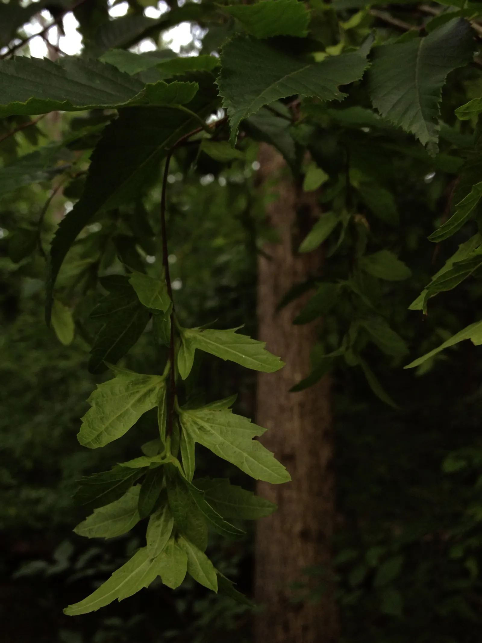 American Hornbeam (Carpinus Caroliniana) — although it can tolerate sunnier spots if sufficient moisture is provided; highly prized for its, image 67