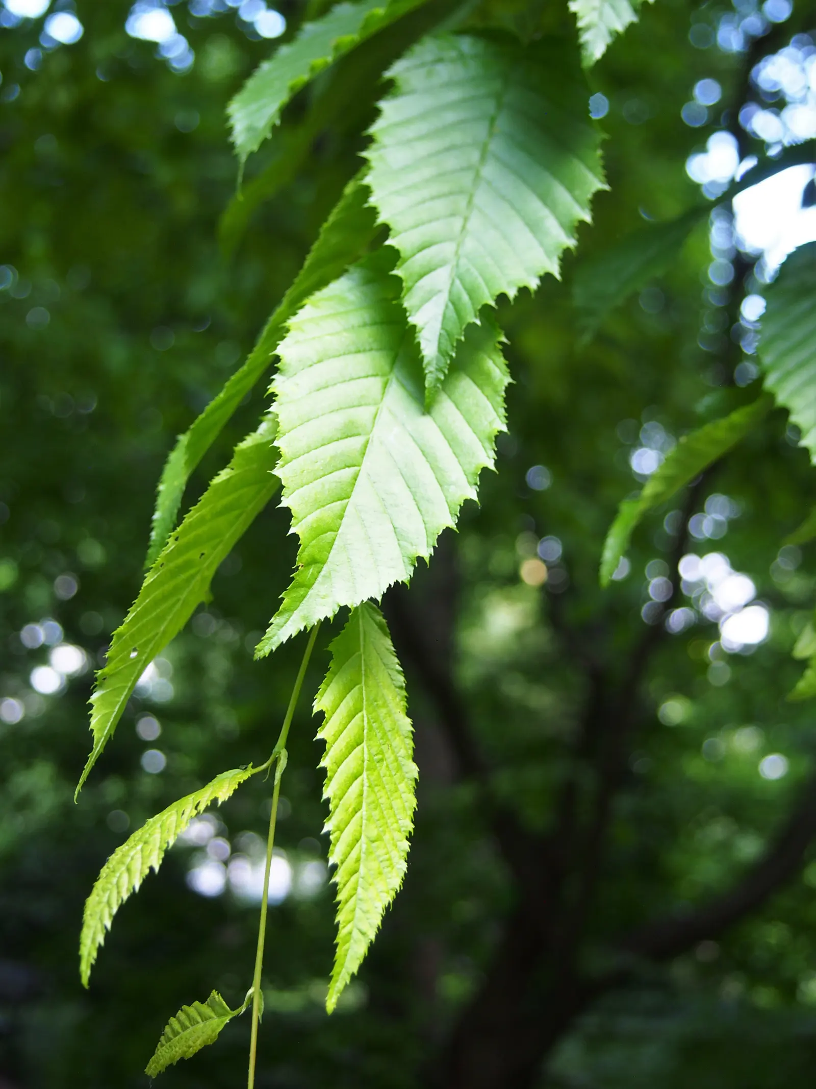 American Hornbeam (Carpinus Caroliniana) — and partial to full shade; featuring a distinctive fluted