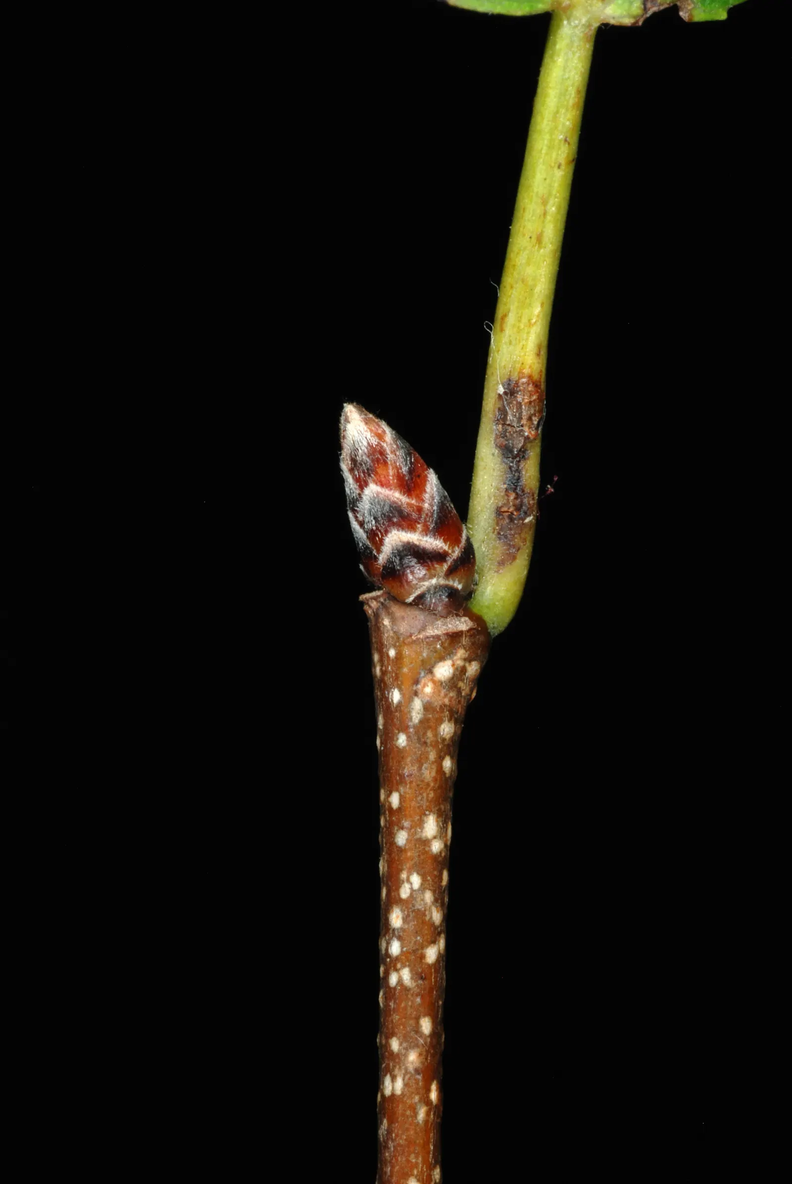 American Hornbeam (Carpinus Caroliniana) — is an attractive deciduous understory tree; this versatile species thrives in USDA hardiness zones 3 through 9