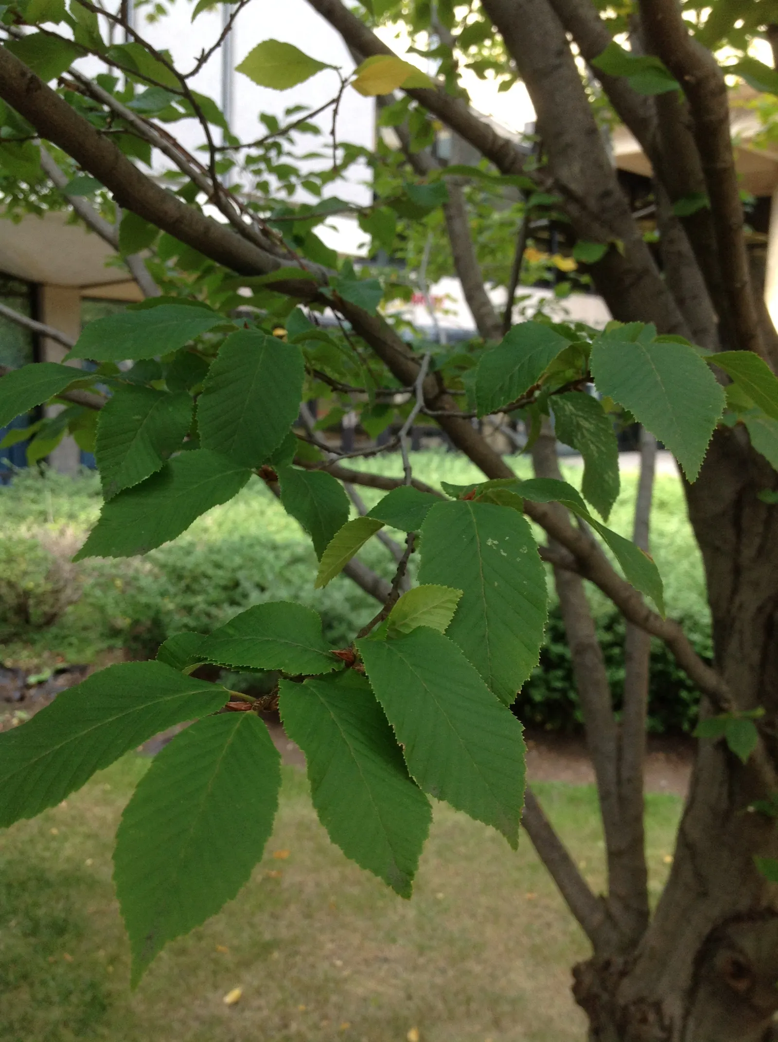 American Hornbeam (Carpinus Caroliniana) — featuring a distinctive fluted; and partial to full shade