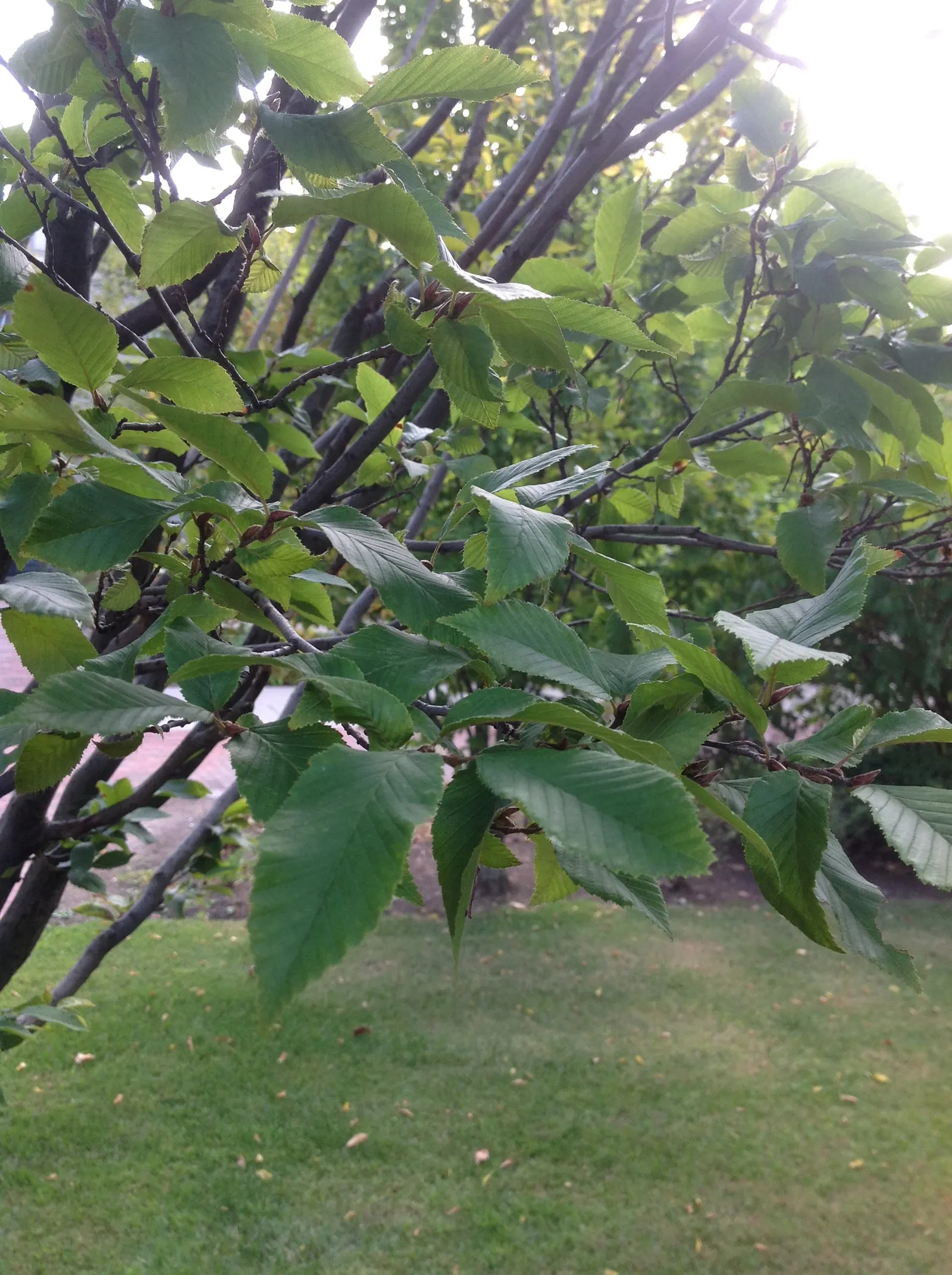 American Hornbeam (Carpinus Caroliniana) — also scientifically referred to as Carpinus caroliniana; it sports elliptical, finely-toothed leaves, image 56