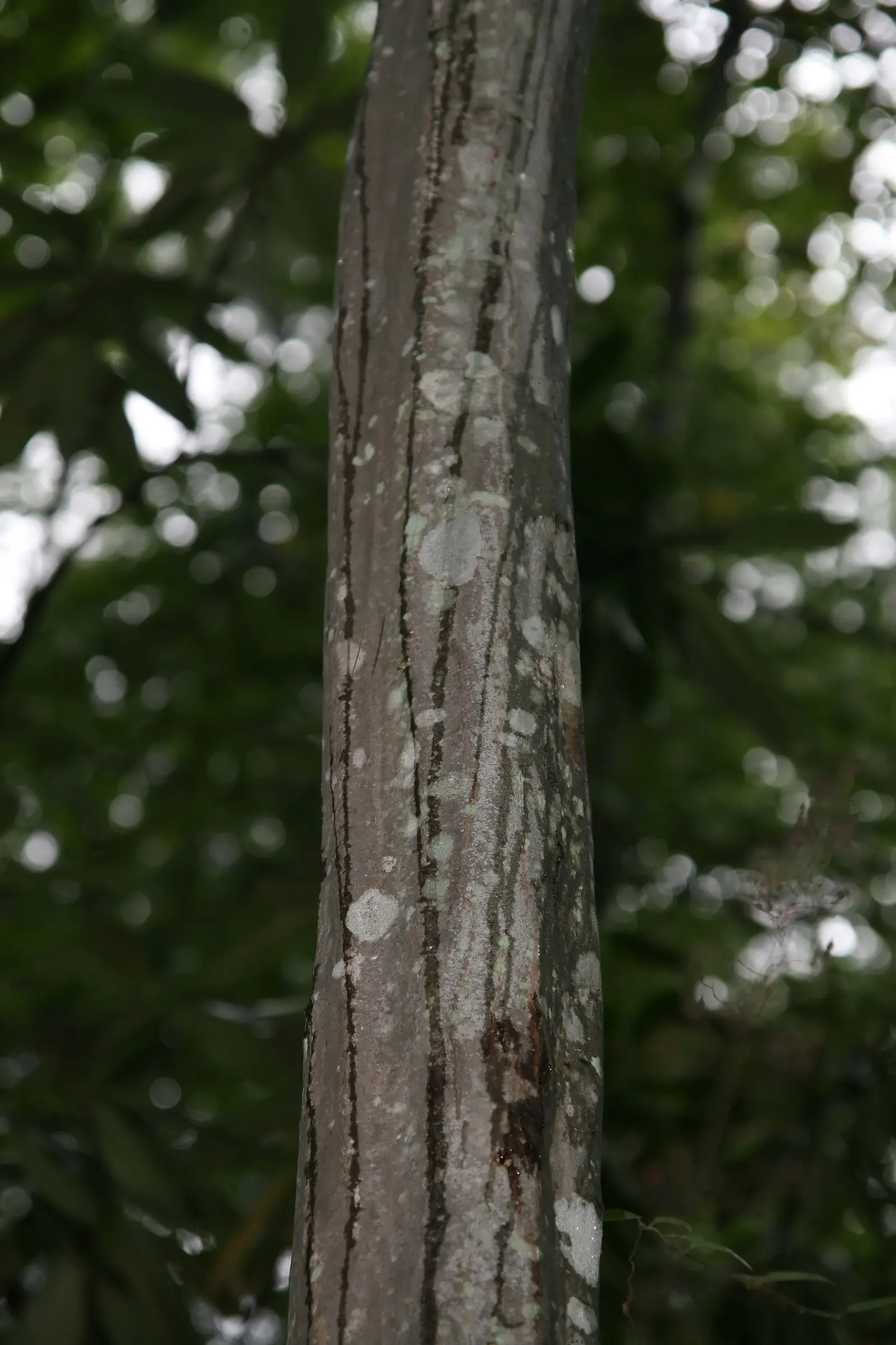 American Hornbeam (Carpinus Caroliniana) — the American Hornbeam adopts a round to oval shape with a symmetrical canopy; and transforming into a medley of